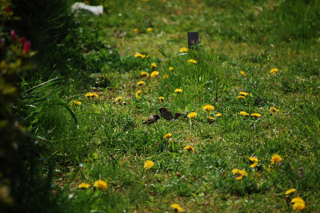 �˥���D40��55-200mm������ǻ���