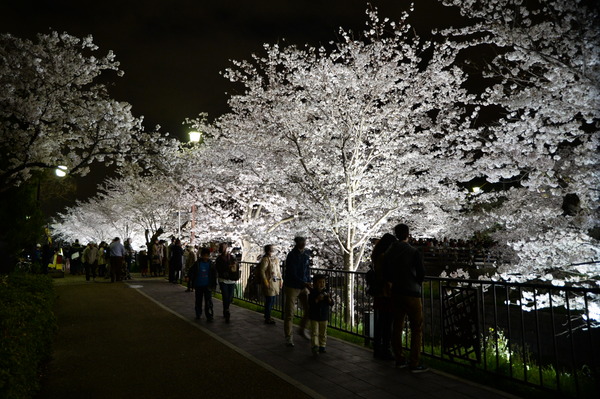 山崎川夜桜2014