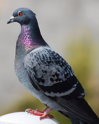 �˥���D40��55-200mm������ǻ���