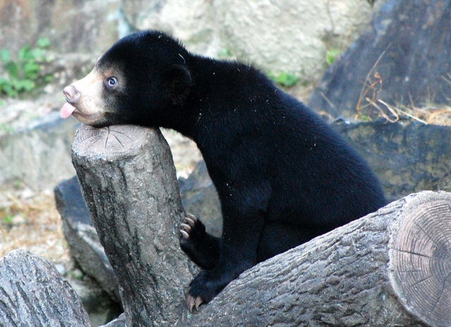 �컳ưʪ�ࡡ�ޥ졼���ޤ��֤����ޡ���