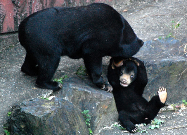 �컳ưʪ�ࡡ�ޥ졼���ޤ��֤����ޡ���