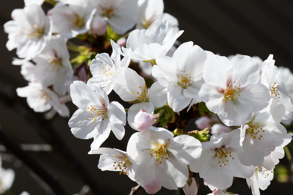 sakura2014