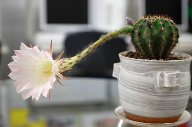 ���ܥƥ�β֡��˥���D40