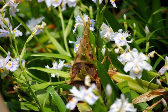 �˥���D40��D40X��D60 �����Υ�