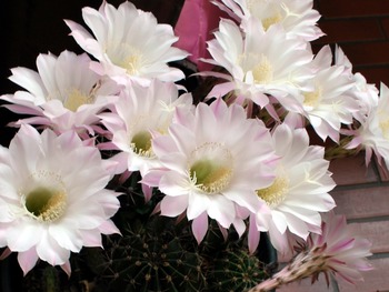 ���ܥƥ�β֡�����û�Ӵ�