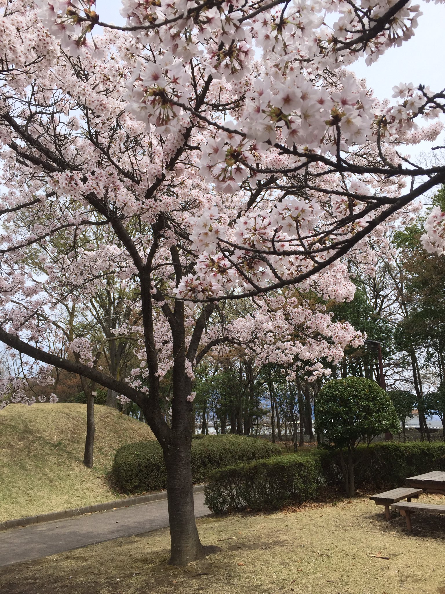 イースターと桜 妖精と仮想生活 イースターと桜 妖精と仮想生活