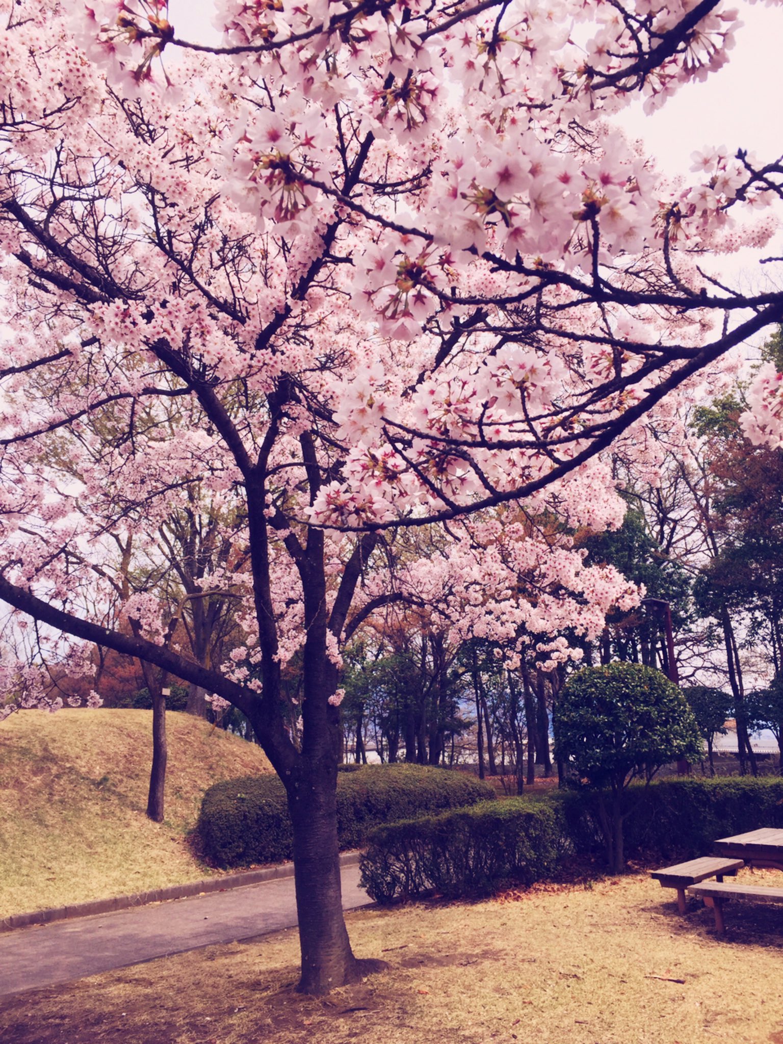 イースターと桜 妖精と仮想生活
