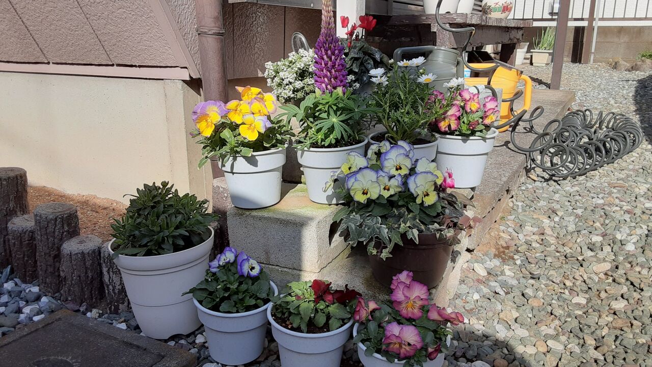 春のお花満開 Ta3 Diary 春のお花満開 Ta3 Diary