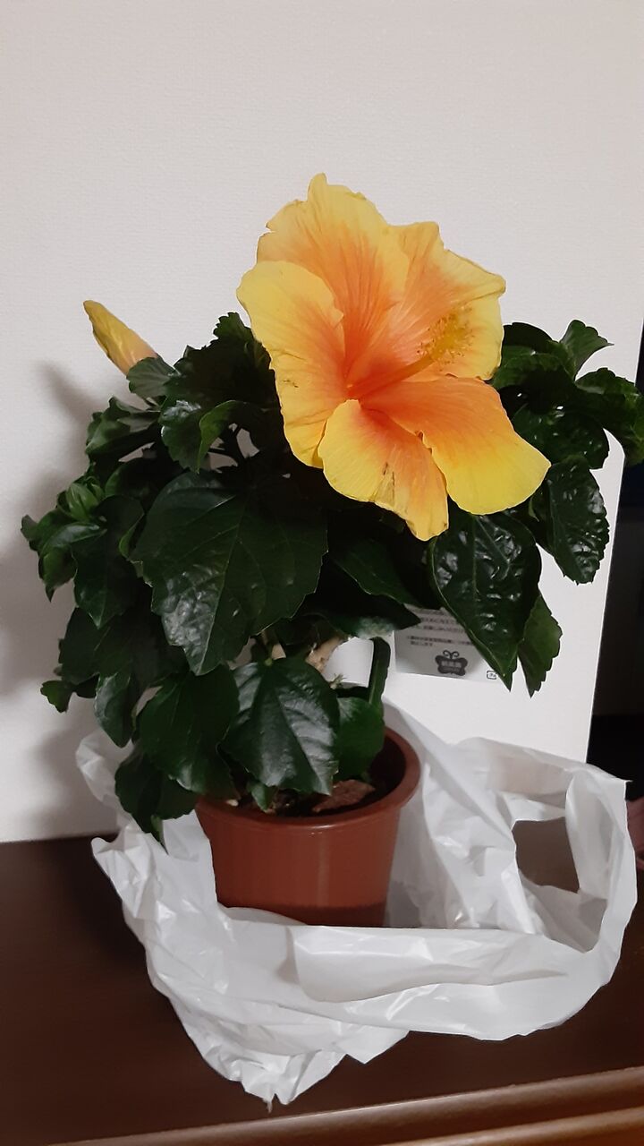 21年06月 Ta3 Diary