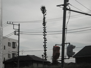 DSC04074