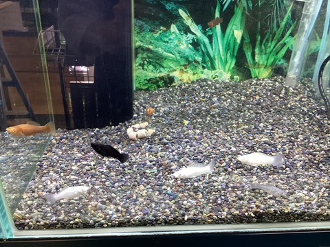 モーリーの仲間たち