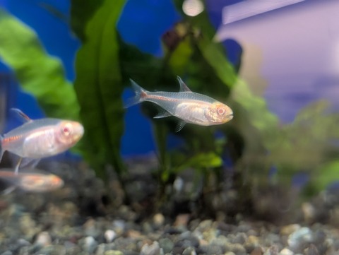 アルビノ グローライトテトラ