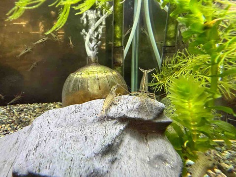 ヤマトヌマエビ🦐