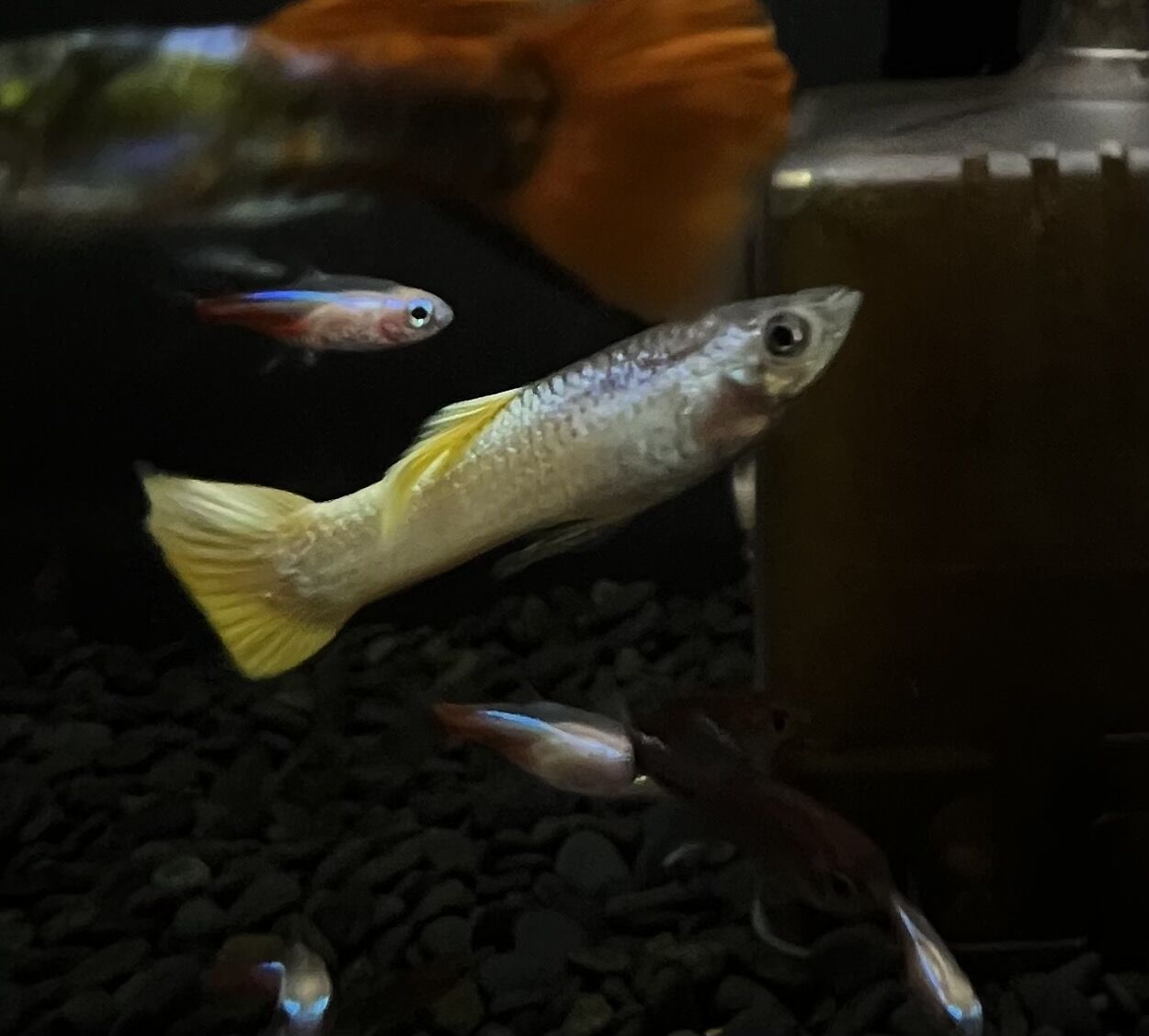 メタリックイエローグッピー ワンラブ観賞魚部門の入荷情報ブログ