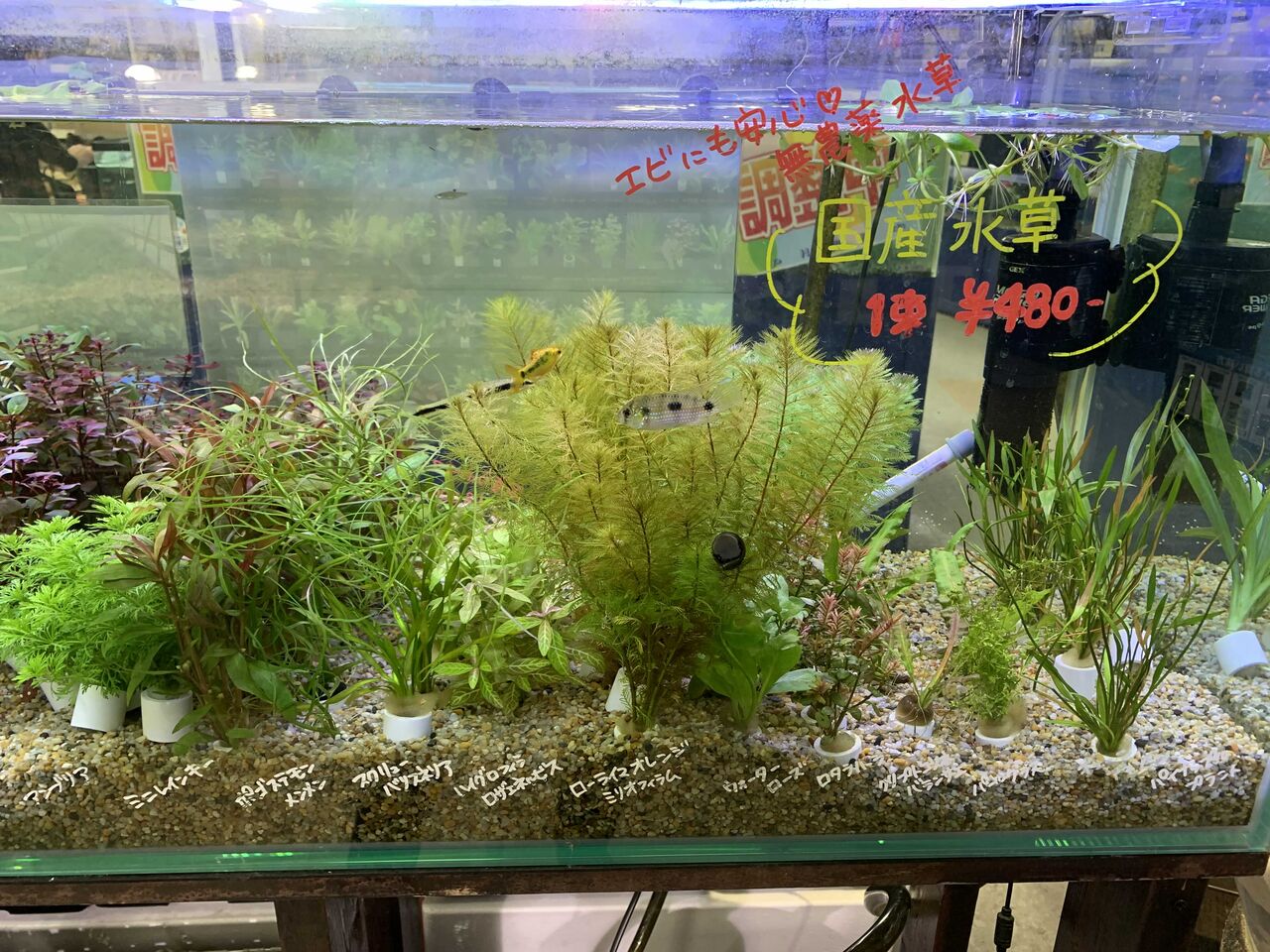 水草 ワンラブ観賞魚部門の入荷情報ブログ