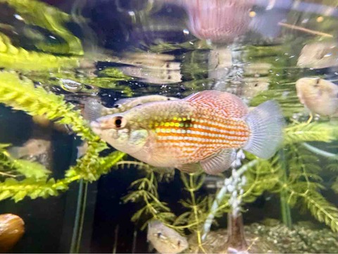 アメリカンフラッグフィッシュ🐟