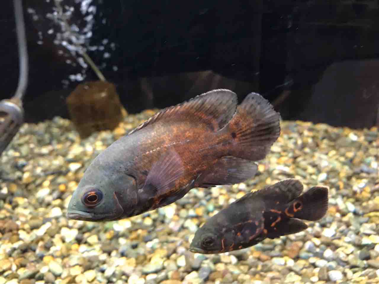 オスカー ワンラブ観賞魚部門の入荷情報ブログ