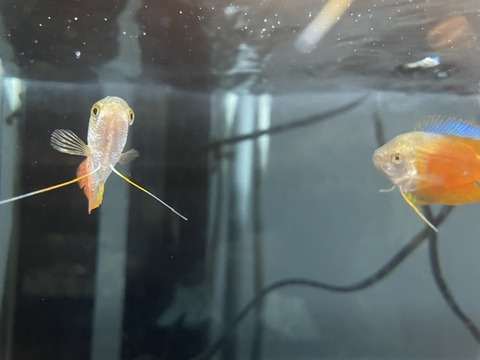 サンセットドワーフグラミー