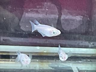 白メダカ