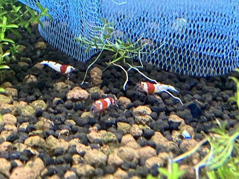 レッドビーシュリンプ