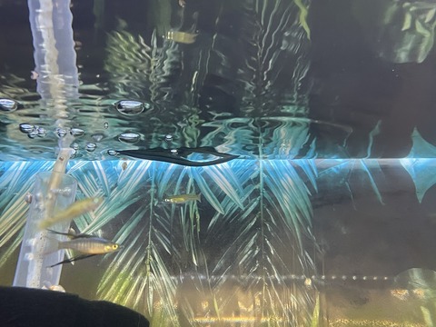 ニューギニアレインボー🌈🐟