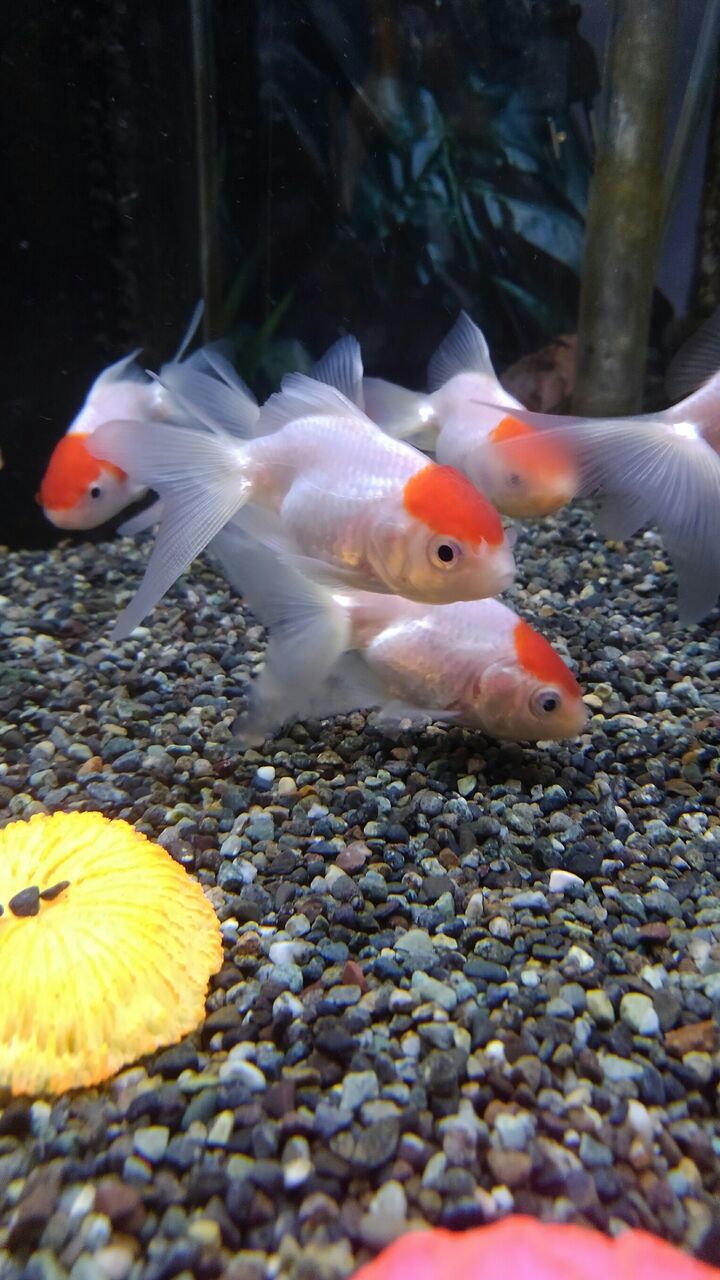 赤ヘル金魚 ワンラブ観賞魚部門の入荷情報ブログ