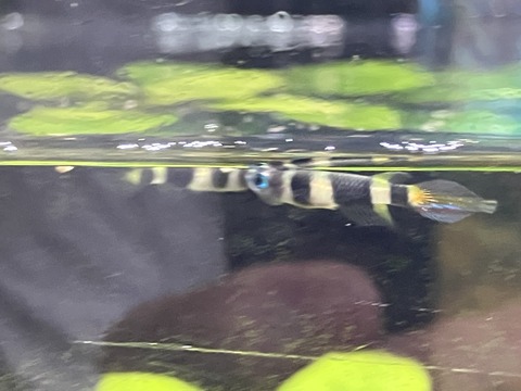 エピプラティスアニュレータス