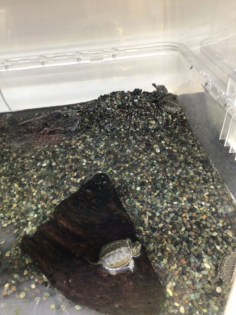 ゼニガメ