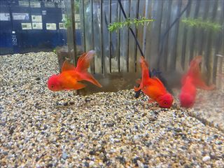 飯田オランダシシガシラ