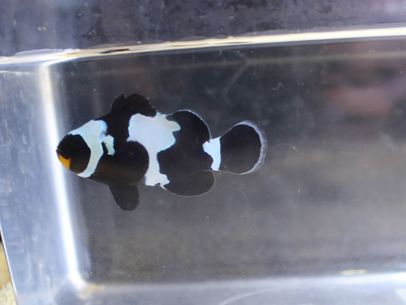 新着 在籍生体紹介 ワンラブ観賞魚部門の入荷情報ブログ