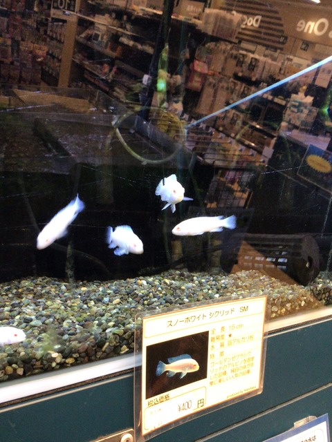 スノーホワイトシクリッド