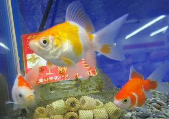 美しい 高級金魚特集 ワンラブ観賞魚部門の入荷情報ブログ 美しい 高級金魚特集 ワンラブ観賞魚部門の入荷情報ブログ