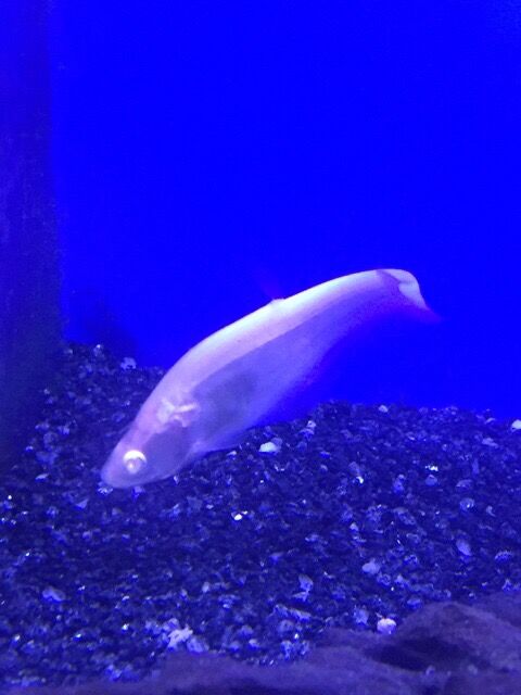 ナイフフィッシュのご紹介 ワンラブ観賞魚部門の入荷情報ブログ