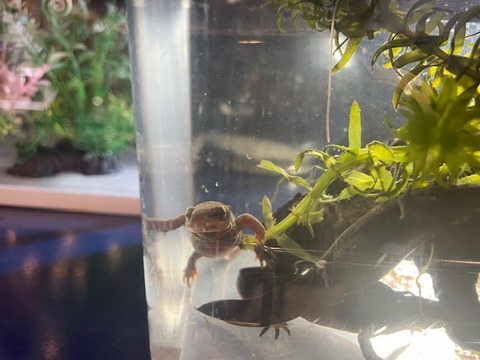 アカハライモリ