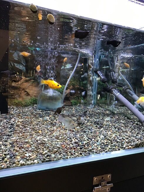 丸くて可愛い熱帯魚 ワンラブ観賞魚部門の入荷情報ブログ