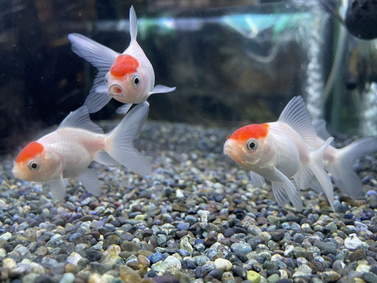 丹頂 ワンラブ観賞魚部門の入荷情報ブログ 丹頂 ワンラブ観賞魚部門の入荷情報ブログ