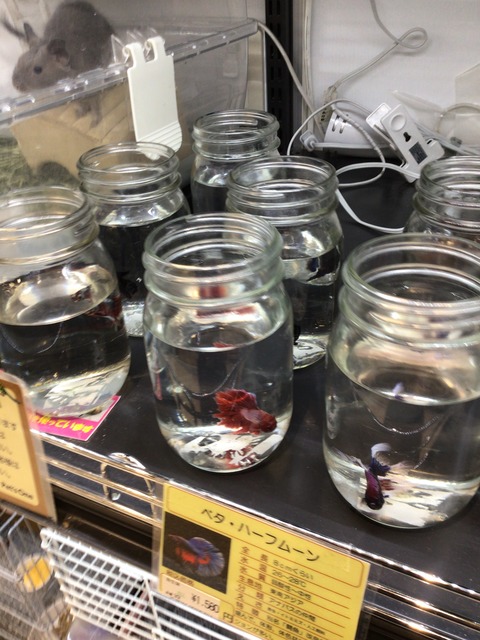 ベタ