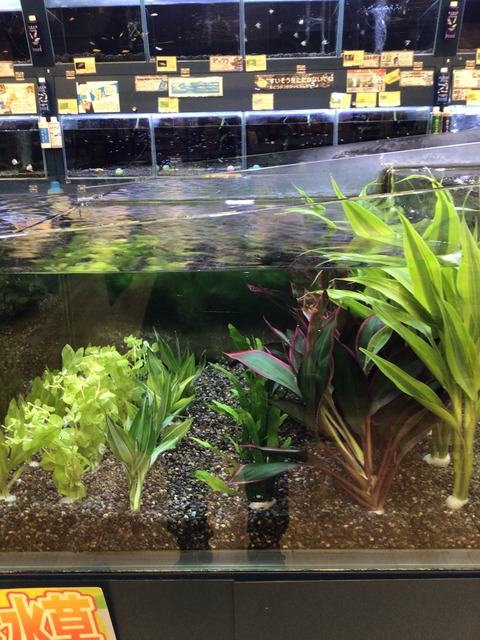 水草