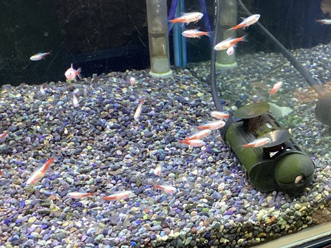 アルビノネオンテトラ