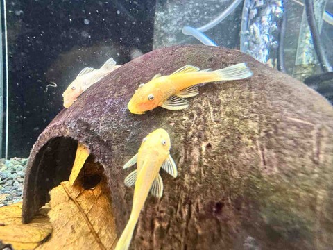 ブルーアイゴールデンブッシー🐟