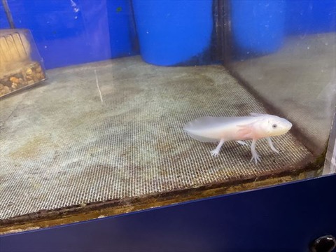 ウーパールーパー