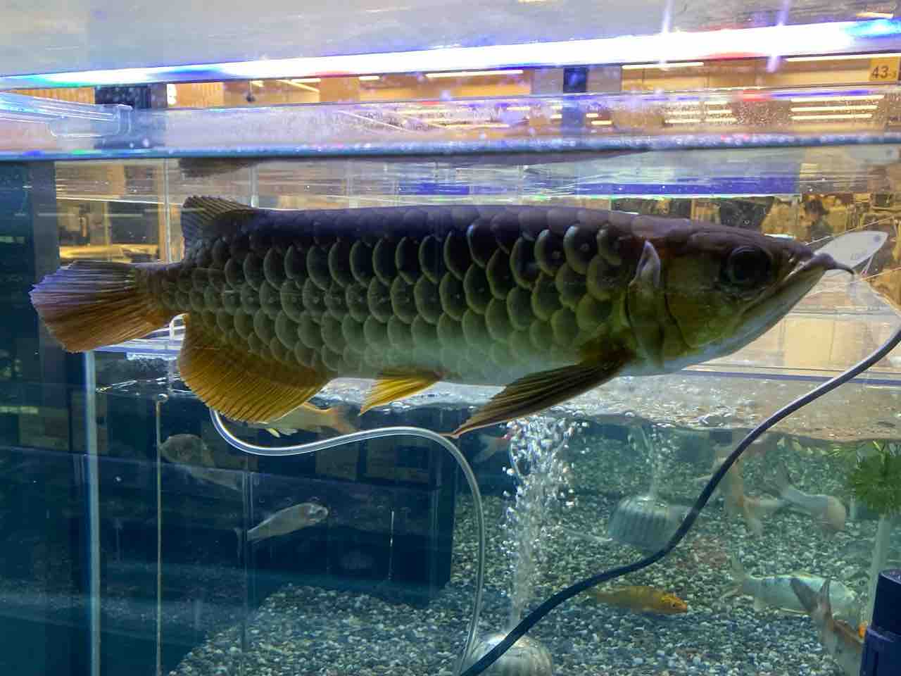 アジアアロワナ ワンラブ観賞魚部門の入荷情報ブログ