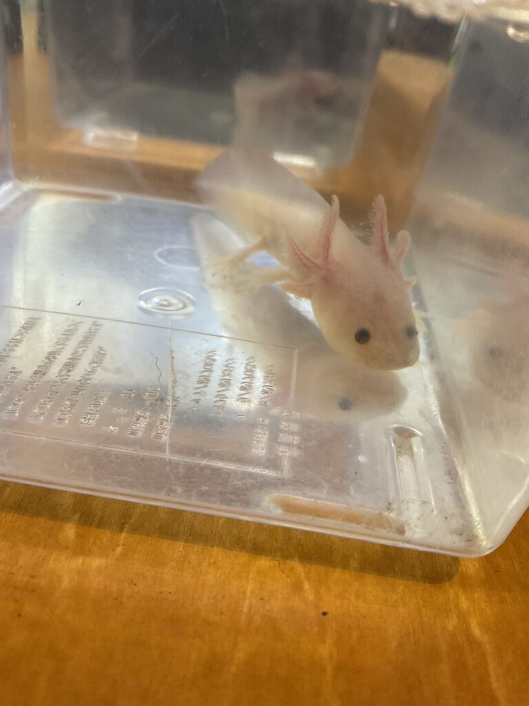 ウーパールーパー ワンラブ観賞魚部門の入荷情報ブログ