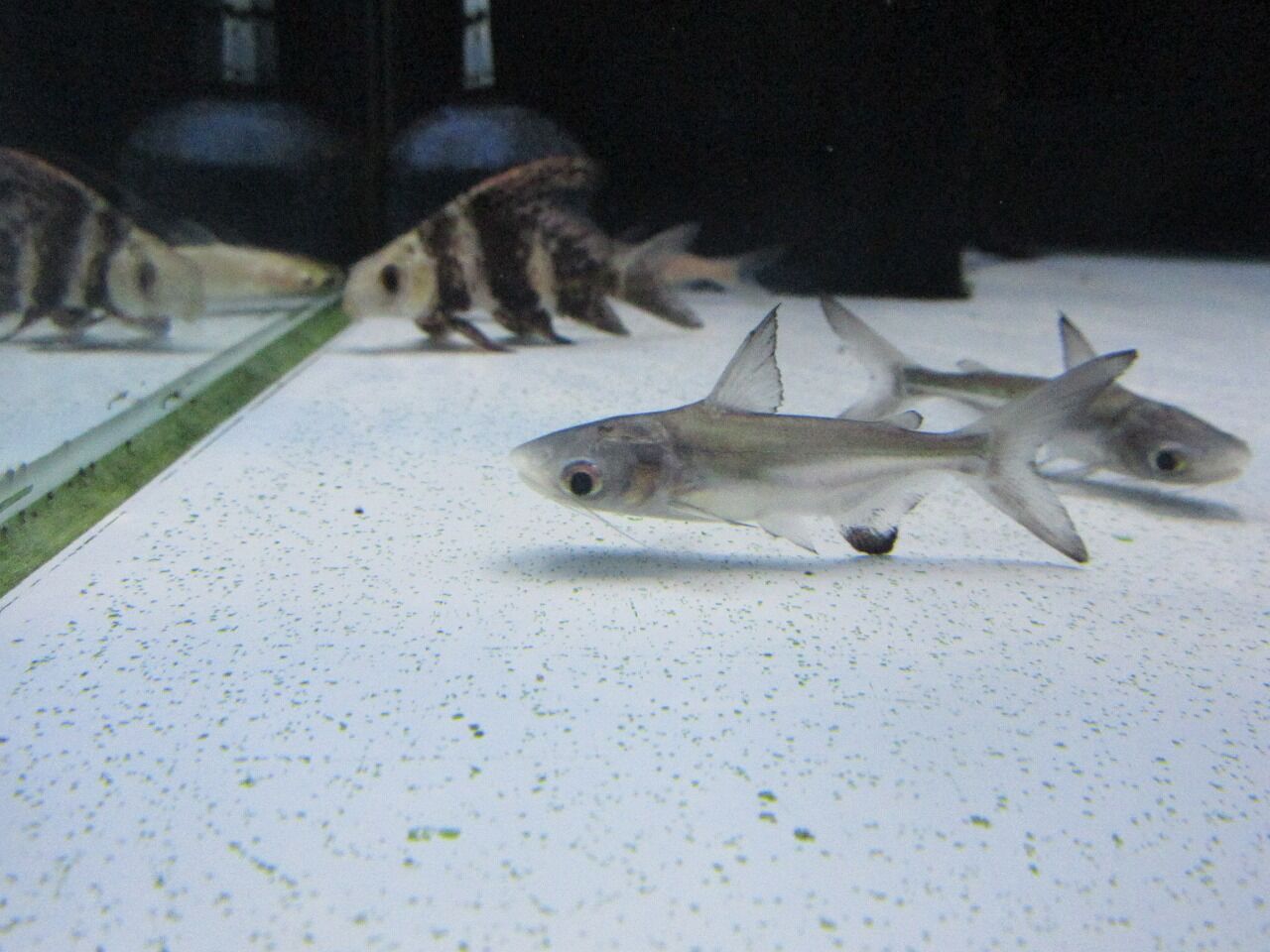 パンガシウス！ : ワンラブ観賞魚部門の入荷情報ブログ！