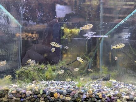 今週のアクアコーナー！！