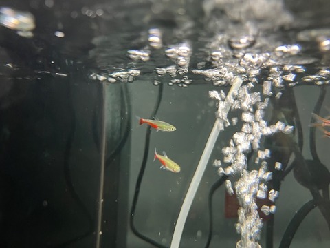 グリーンファイヤーテトラ🐟