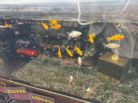 ミックスライヤーモーリー🐠