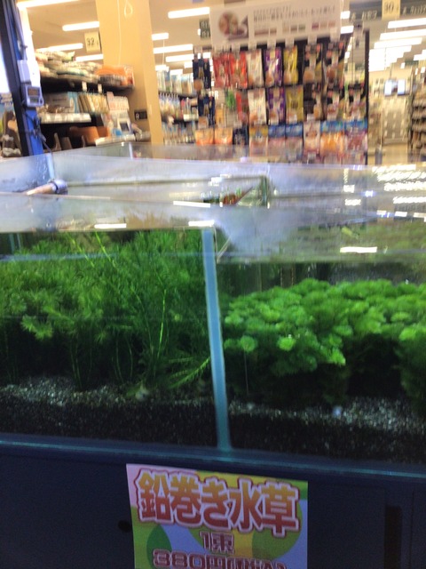 水草