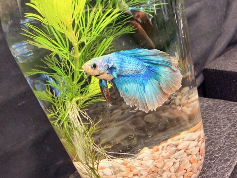 ベタ【ダブルテール】🐟