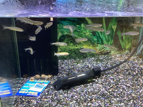 ゼブラダニオたち